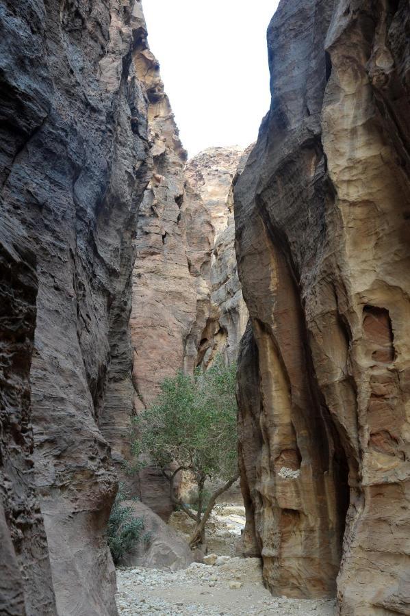 The Rock Camp Petra Hotel Wadi Musa Bagian luar foto